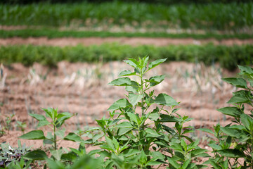 Wild Jerusalem artichoke outdoors in summer
