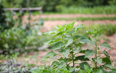 Wild Jerusalem artichoke outdoors in summer