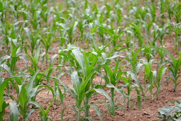 Obraz premium Young corn seedlings growing