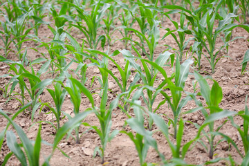 Young corn seedlings growing