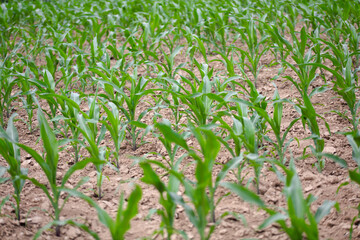 Obraz premium Young corn seedlings growing