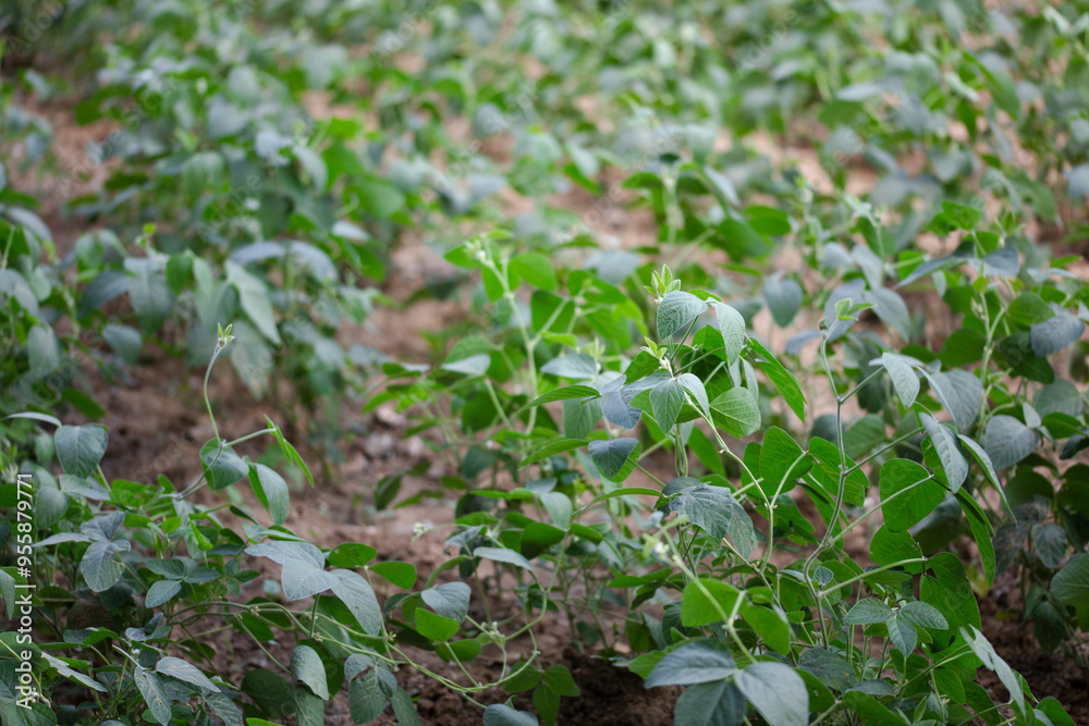 Wall mural lush bean seedlings