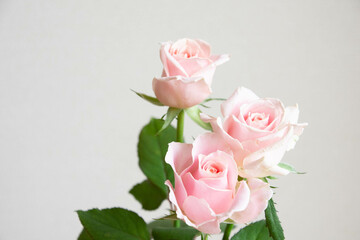 スイートアバランチェ