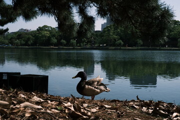 duck on the lake