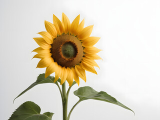 Fototapeta premium beautiful sunflower isolated on white background