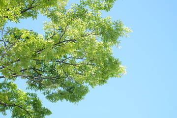 green leaves against blue sky