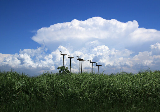 Siheung-si, Gyeonggi-do, South Korea - August 10, 2021: Summer view of Sotdaes and green reeds against white cumulus in the sky at Siheung tidal channel Ecological Park