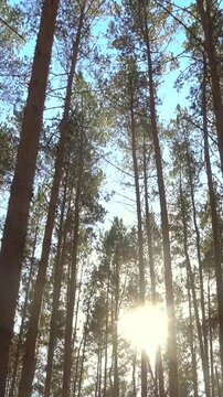 Vertical panoramic video of high pines in forest at beautiful sunny day
