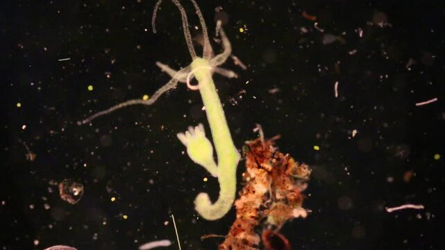 Hydra is a genus of small, fresh-water animals of the phylum Cnidaria and class Hydrozoa under the microscope for education.