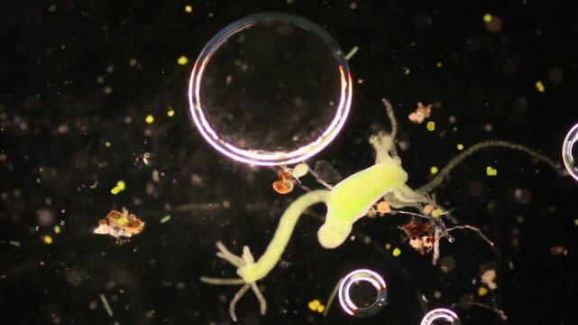 Hydra is a genus of small, fresh-water animals of the phylum Cnidaria and class Hydrozoa under the microscope for education.
