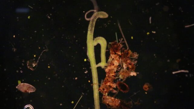 Hydra is a genus of small, fresh-water animals of the phylum Cnidaria and class Hydrozoa under the microscope for education.