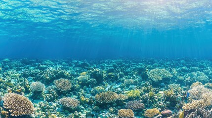 Obraz premium Underwater Coral Reef Scene with Sunbeams