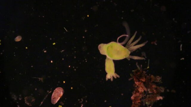 Hydra is a genus of small, fresh-water animals of the phylum Cnidaria and class Hydrozoa under the microscope for education.