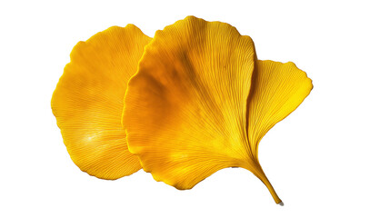 Naklejka premium Yellow gingko leaf isolated solid white background, detailed, PNG dicut style