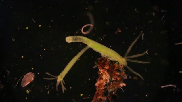 Hydra is a genus of small, fresh-water animals of the phylum Cnidaria and class Hydrozoa under the microscope for education.