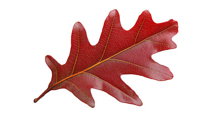 Fototapeta premium Red oak leaf isolated solid white background, detailed, PNG dicut style