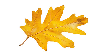 Obraz premium Yellow oak leaf isolated solid white background, detailed, PNG dicut style