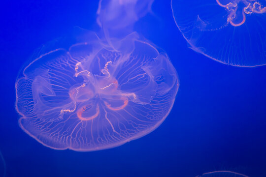 Aurelia (aka the moon jelly, moon jellyfish, common jellyfish, or saucer jelly) floating in water
