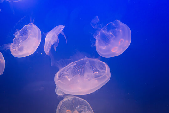 Aurelia (aka the moon jelly, moon jellyfish, common jellyfish, or saucer jelly) floating in water