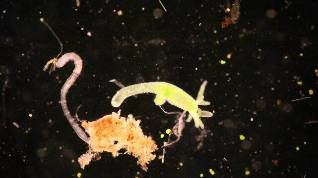 Hydra is a genus of small, fresh-water animals of the phylum Cnidaria and class Hydrozoa under the microscope for education.