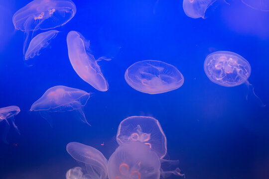 Aurelia (aka the moon jelly, moon jellyfish, common jellyfish, or saucer jelly) floating in water