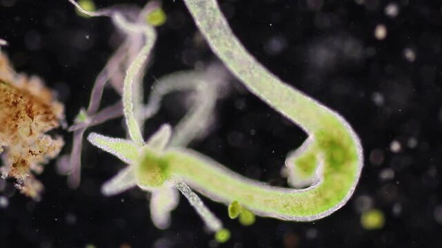 Hydra is a genus of small, fresh-water animals of the phylum Cnidaria and class Hydrozoa under the microscope for education.
