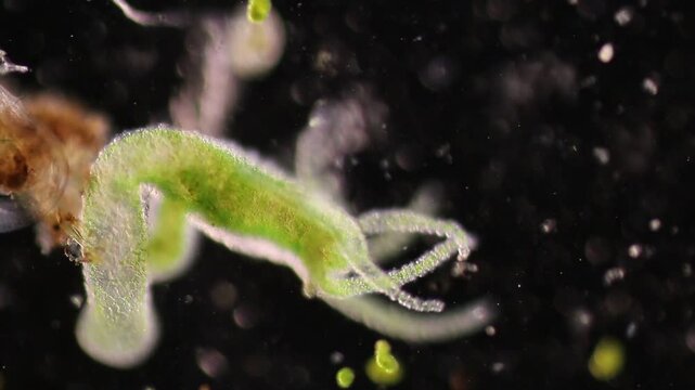 Hydra is a genus of small, fresh-water animals of the phylum Cnidaria and class Hydrozoa under the microscope for education.