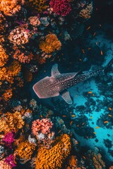 Whale Shark Swimming Through Colorful Coral Reef