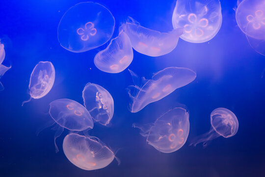 Aurelia (aka the moon jelly, moon jellyfish, common jellyfish, or saucer jelly) floating in water