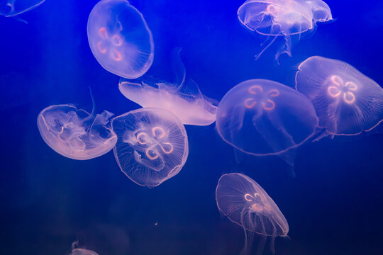 Aurelia (aka the moon jelly, moon jellyfish, common jellyfish, or saucer jelly) floating in water