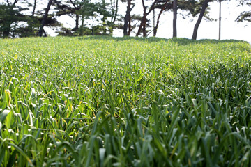 Close-up and spring view of garlic leaves on garlic field against pine trees at Anmyeondo Island near Taean-gun, South Korea