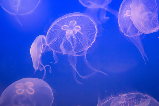 Aurelia (aka the moon jelly, moon jellyfish, common jellyfish, or saucer jelly) floating in water