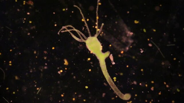 Hydra is a genus of small, fresh-water animals of the phylum Cnidaria and class Hydrozoa under the microscope for education.
