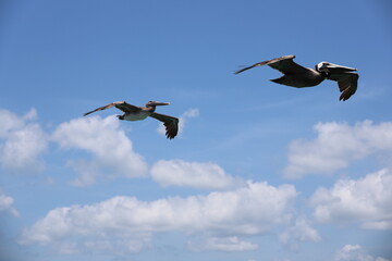 pelicans in flight