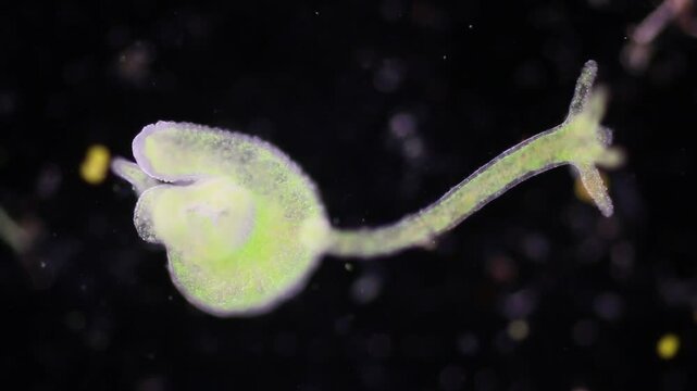Hydra is a genus of small, fresh-water animals of the phylum Cnidaria and class Hydrozoa under the microscope for education.