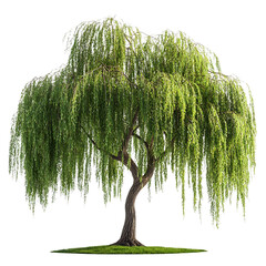 Weeping Willow Tree with Transparent Background, Isolated on Black for Design Projects