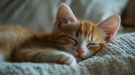 Sleeping Orange Tabby Kitten on White Blanket