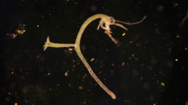 Hydra is a genus of small, fresh-water animals of the phylum Cnidaria and class Hydrozoa under the microscope for education.