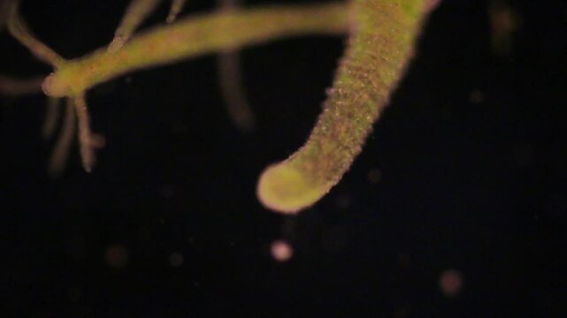 Hydra is a genus of small, fresh-water animals of the phylum Cnidaria and class Hydrozoa under the microscope for education.