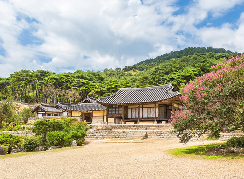 Nonsan-si, Chungcheongnam-do, South Korea - August 17, 2021: Summer view of yard and pink flowrs of Zinnia elegans with roof titled house and pine trees at Yoon Jeung Old House