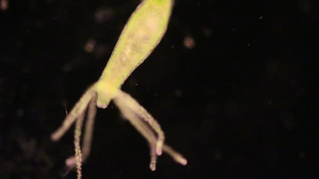Hydra is a genus of small, fresh-water animals of the phylum Cnidaria and class Hydrozoa under the microscope for education.