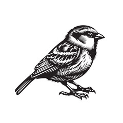 bird on a branch isolated