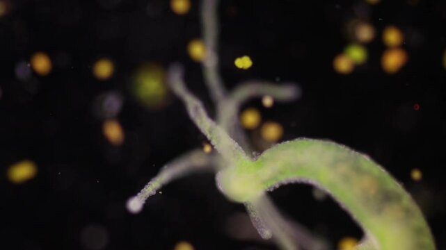 Hydra is a genus of small, fresh-water animals of the phylum Cnidaria and class Hydrozoa under the microscope for education.