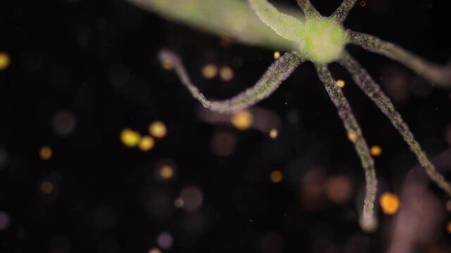 Hydra is a genus of small, fresh-water animals of the phylum Cnidaria and class Hydrozoa under the microscope for education.
