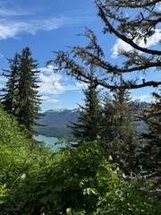 trees in the mountains