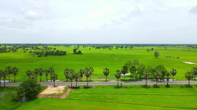Green rice fields with a road cutting through them, with palm trees on both sides of the road.