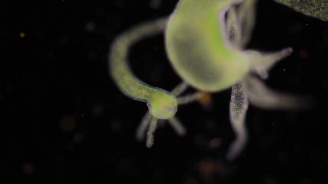 Hydra is a genus of small, fresh-water animals of the phylum Cnidaria and class Hydrozoa under the microscope for education.