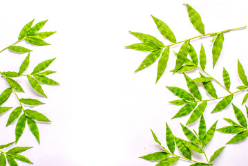 Green foliage frame on white background. Space for text.