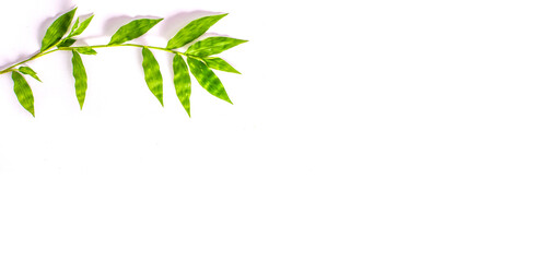Green foliage frame on white background. Space for text.