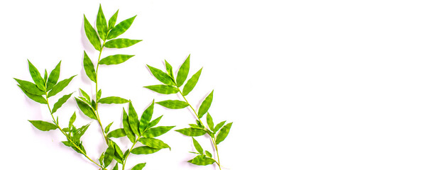 Green foliage frame on white background. Space for text.